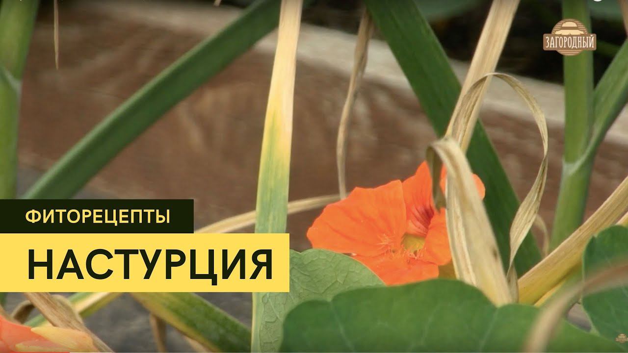 Фиторецепты